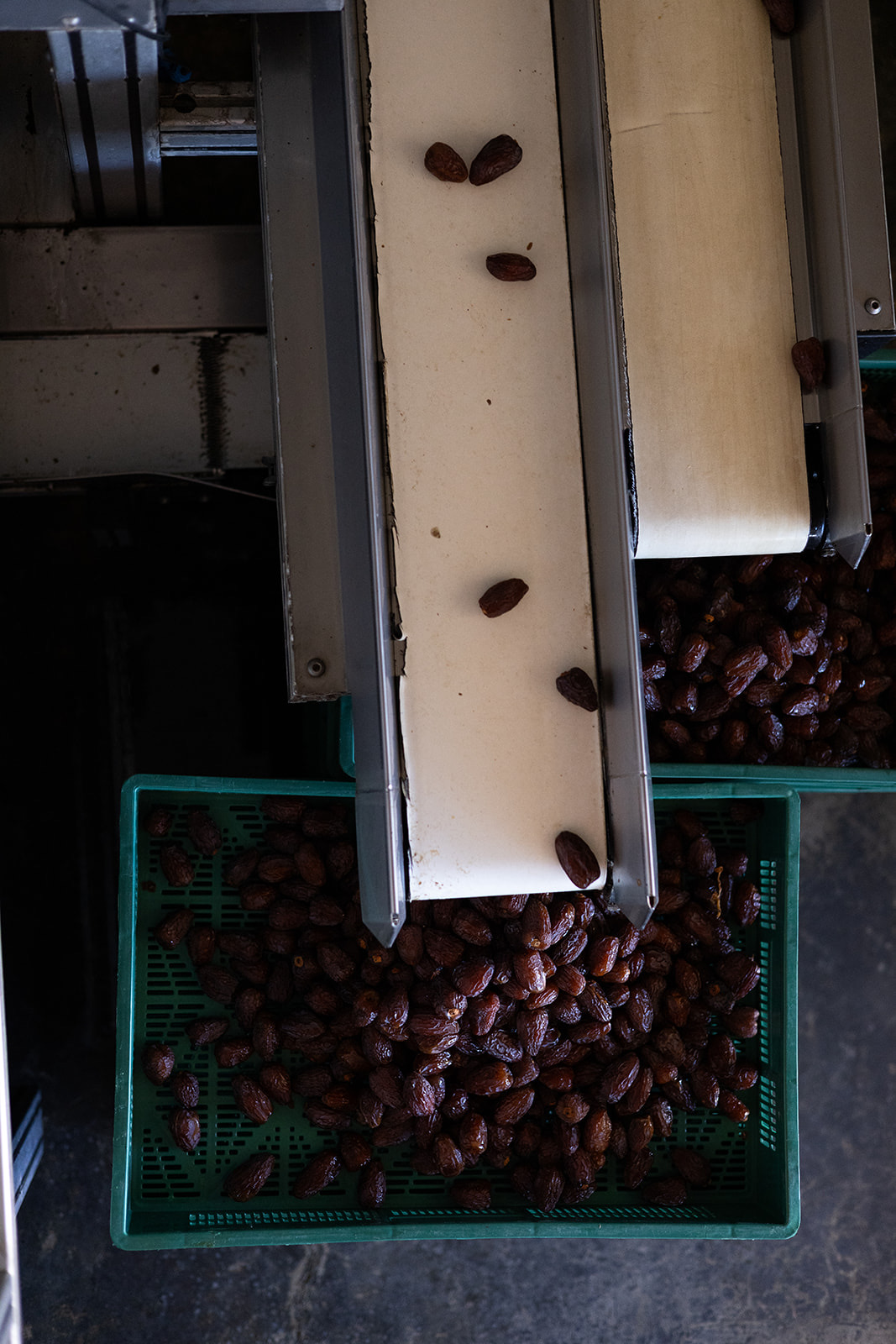 Dates gathered into crates for sorting