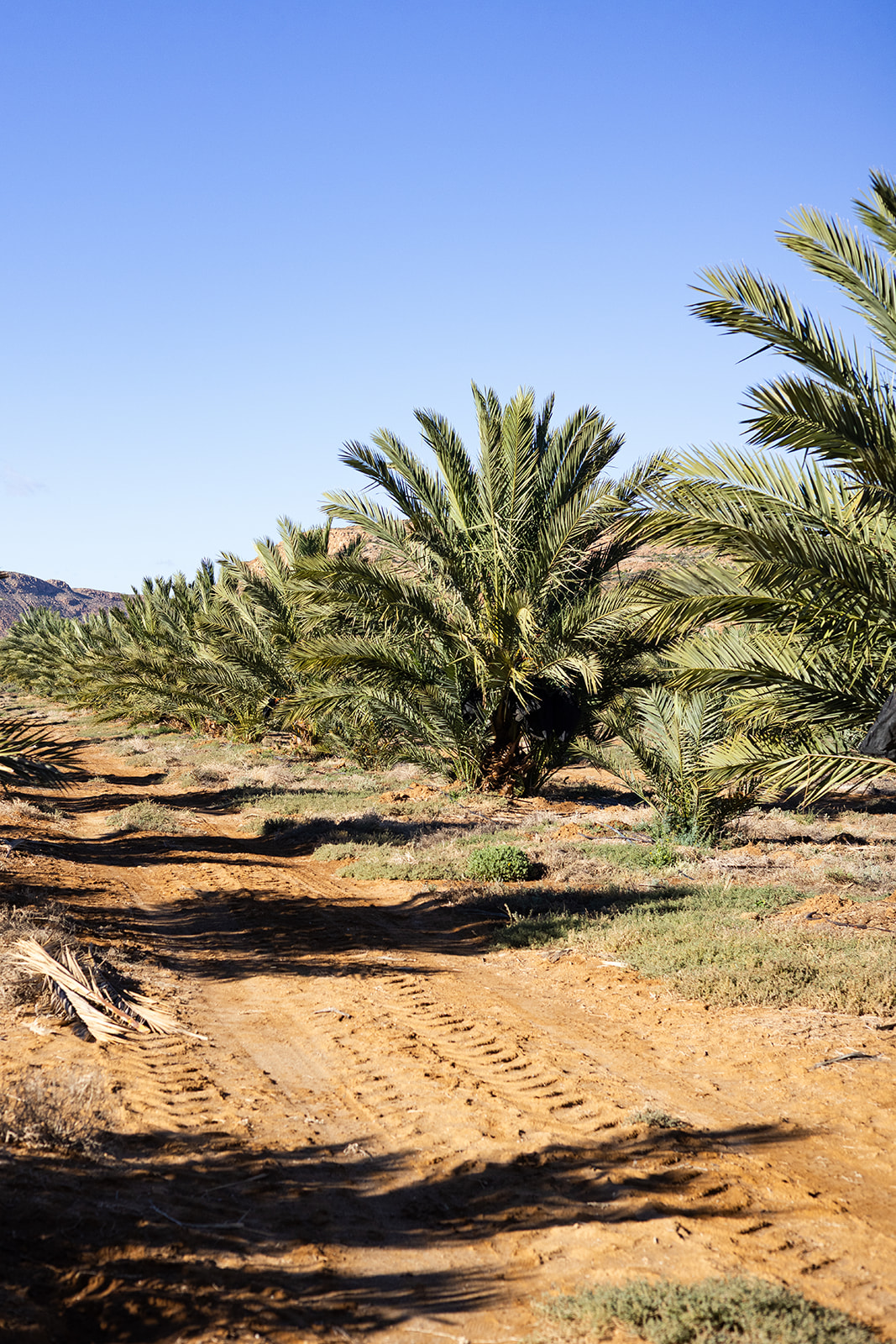 Young date palms growing in the Hantam