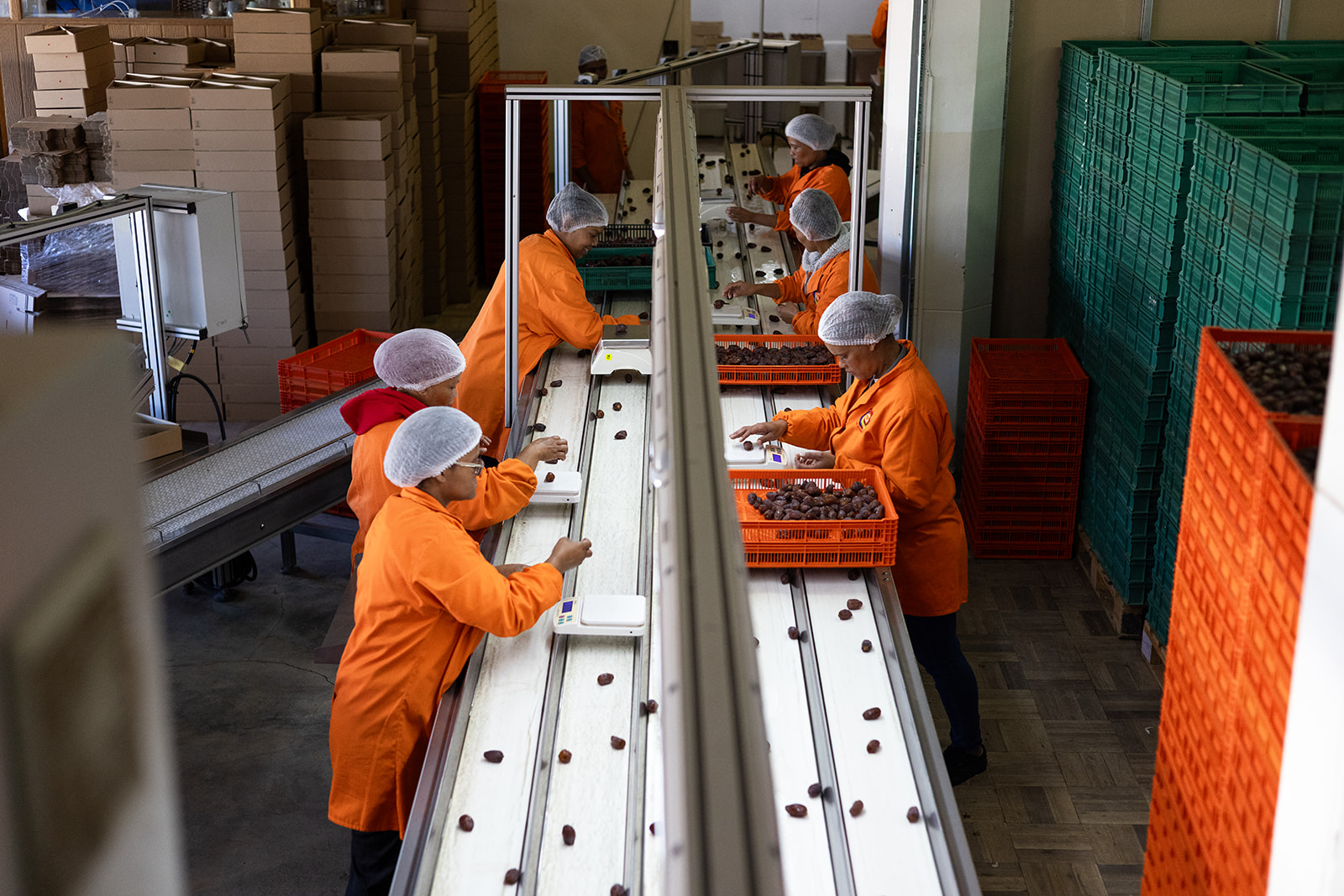 Hand sorting dates on the packing line