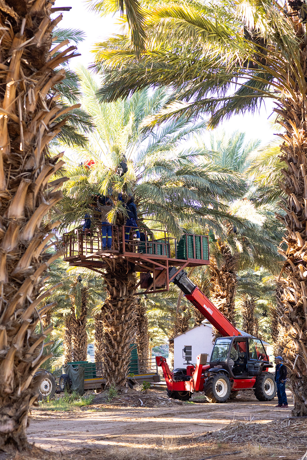 Harvest platform among the date palms