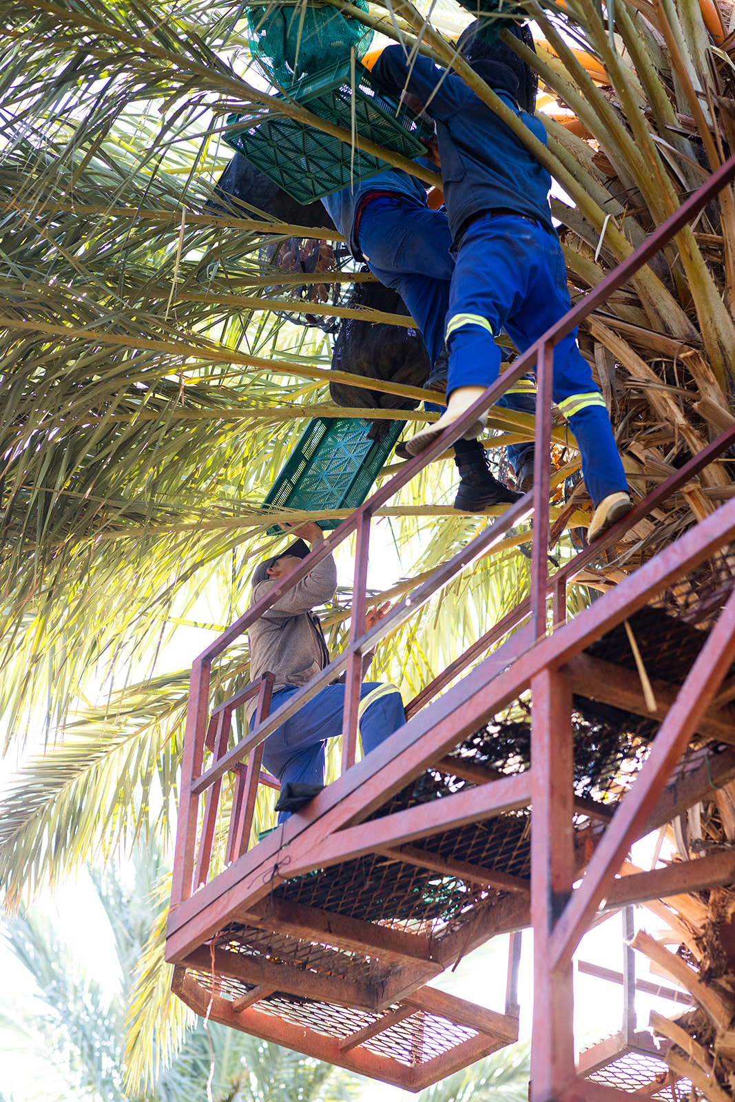 Harvesting dates by hand from the platform