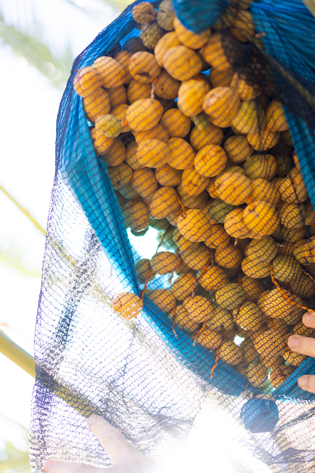 Close-up of dates protected inside a net bag