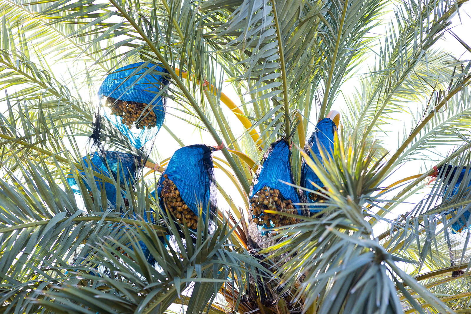 Date bunches protected in net bags