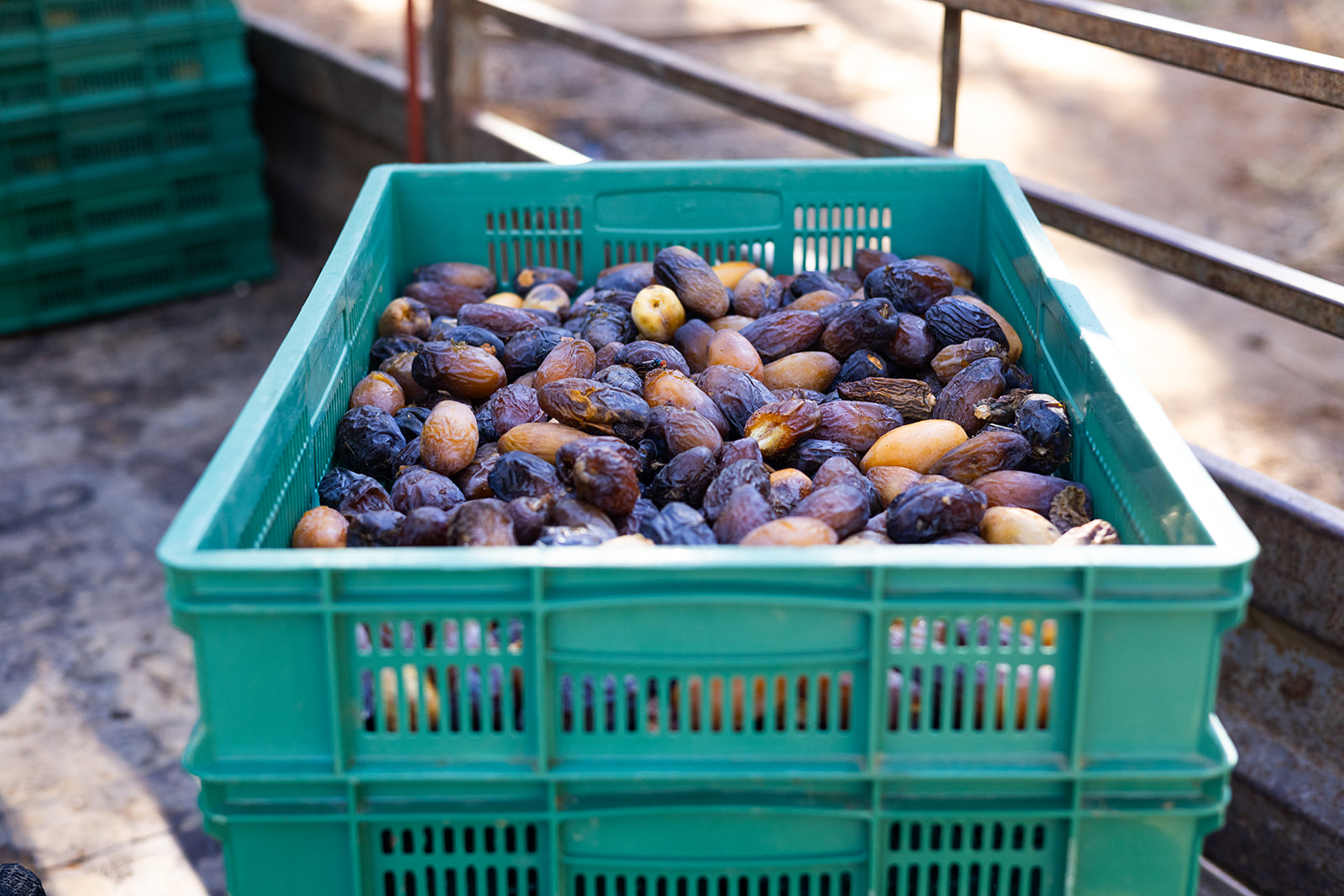 A crate of dates in different grades