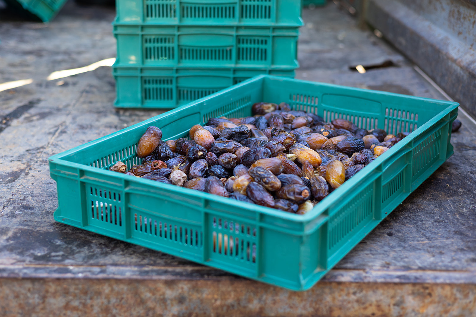 Close-up of mixed-grade dates