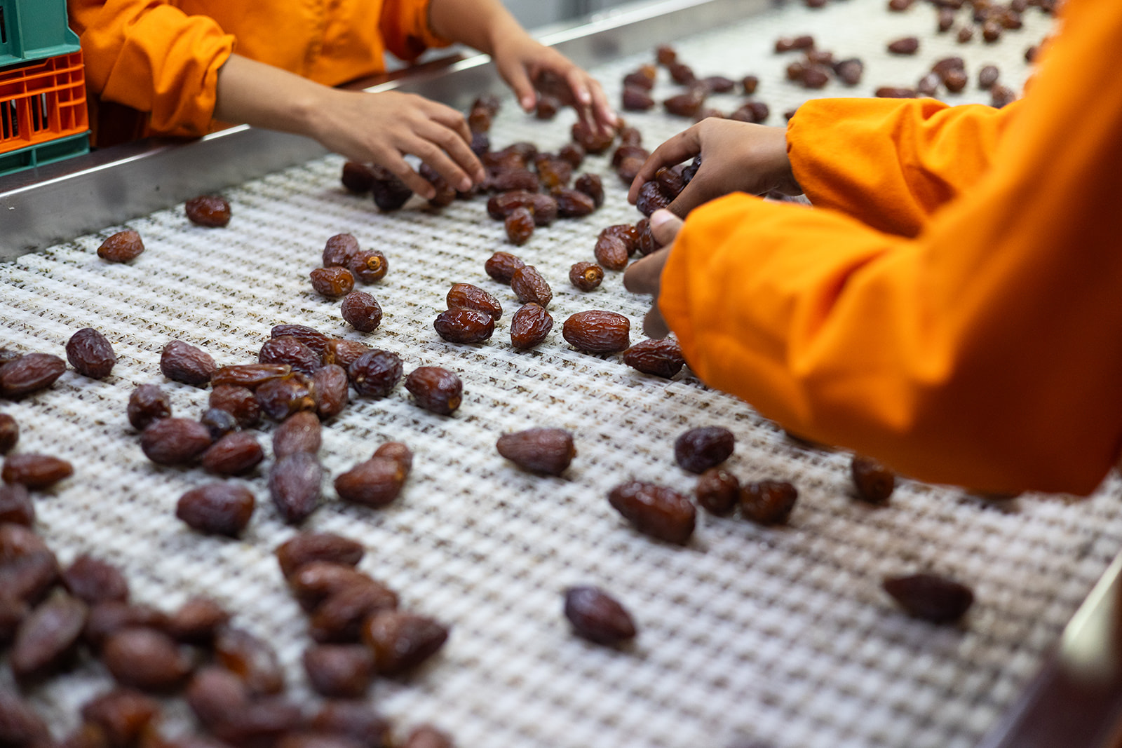 Hands sorting dates on the line