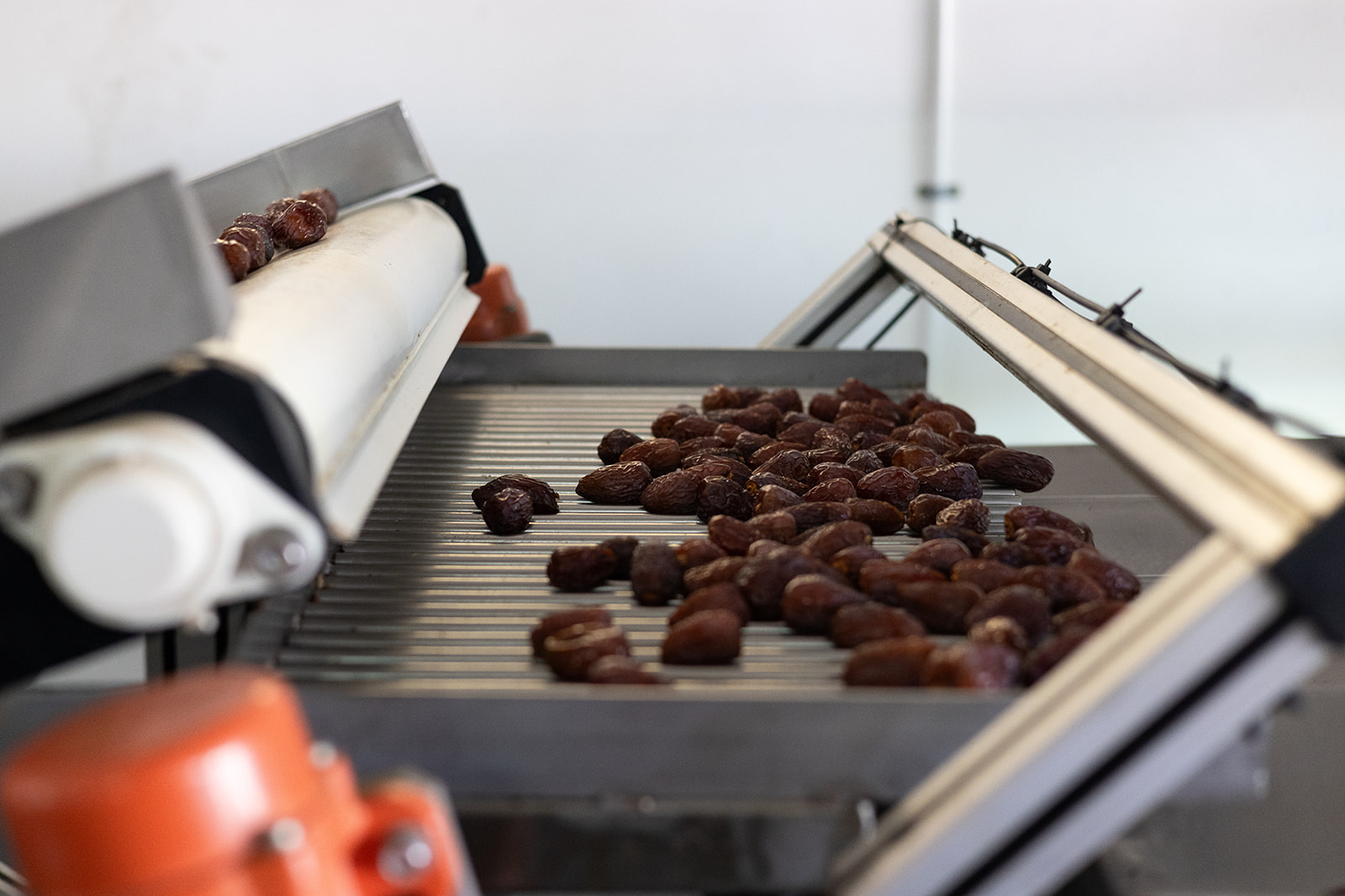 Dates moving through the packing equipment