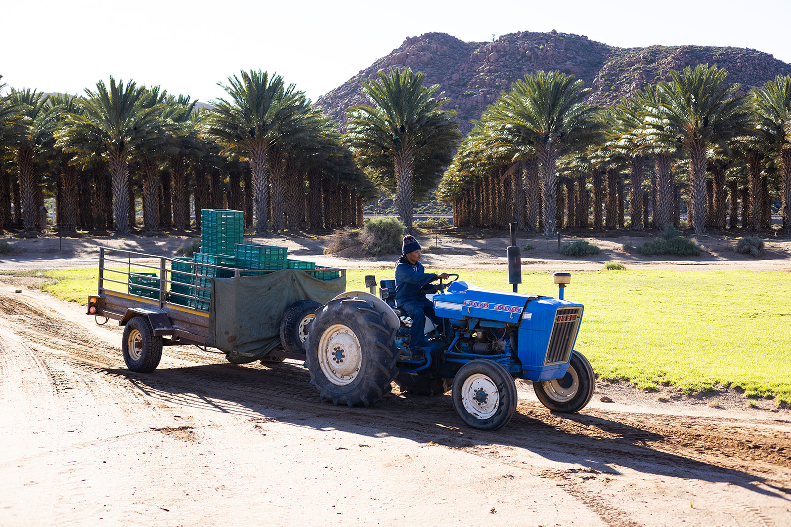 Tractor carrying crates through the Lounic orchards