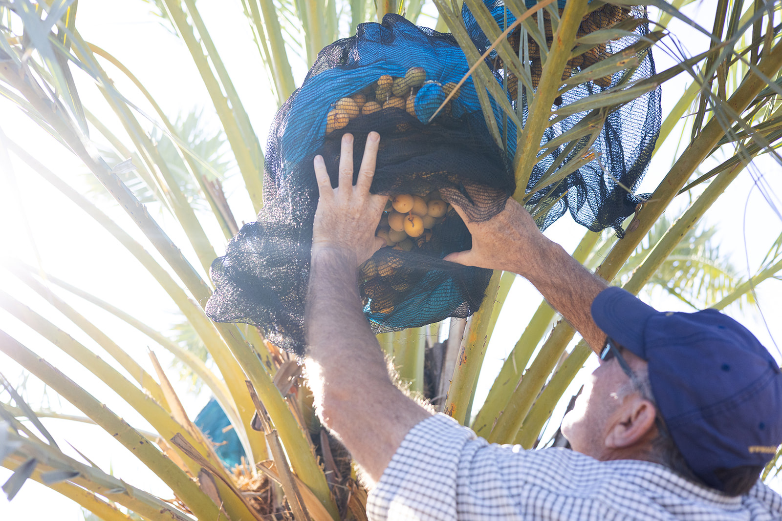 Hands checking dates on a palm tree