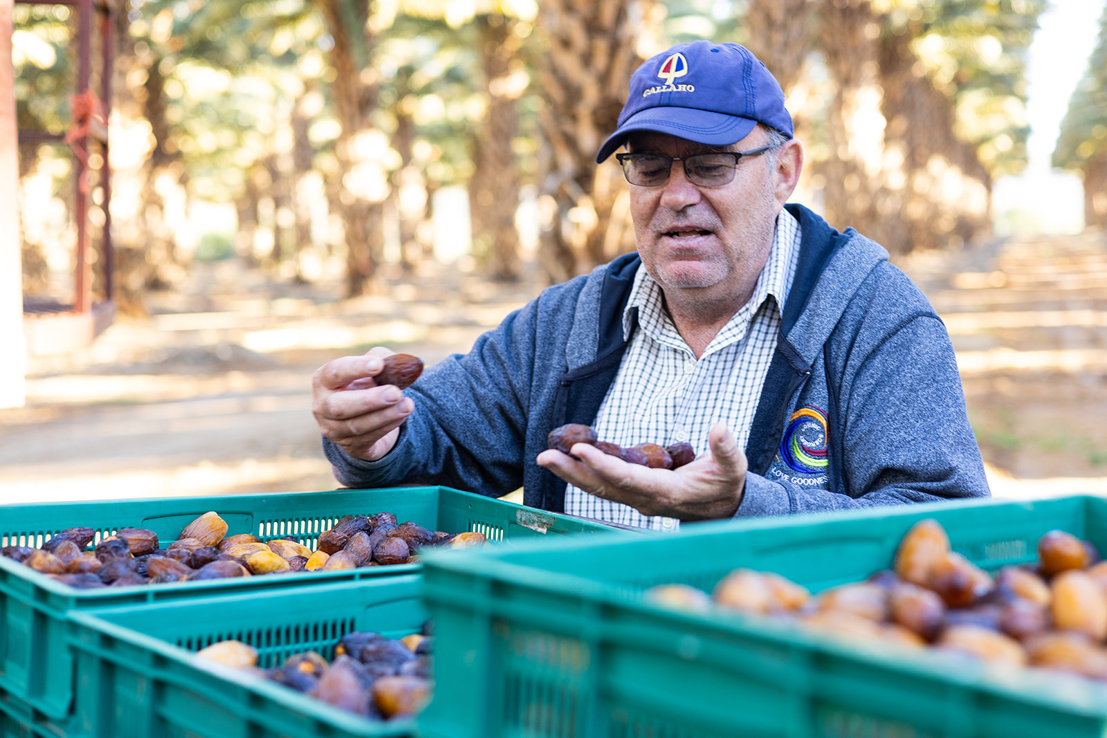 Fresh dates being inspected in crates