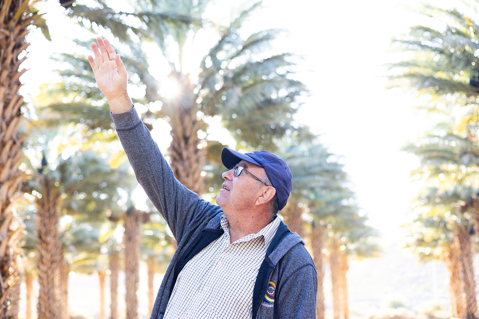 Looking up at date palms in the orchard